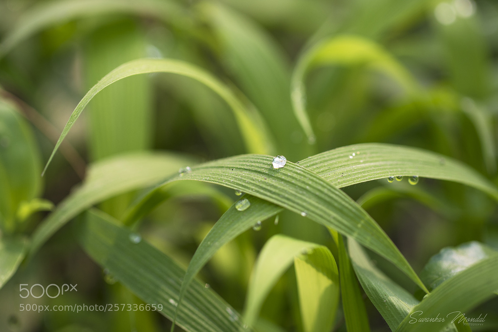 Canon EOS 7D Mark II sample photo. Dewdrops photography