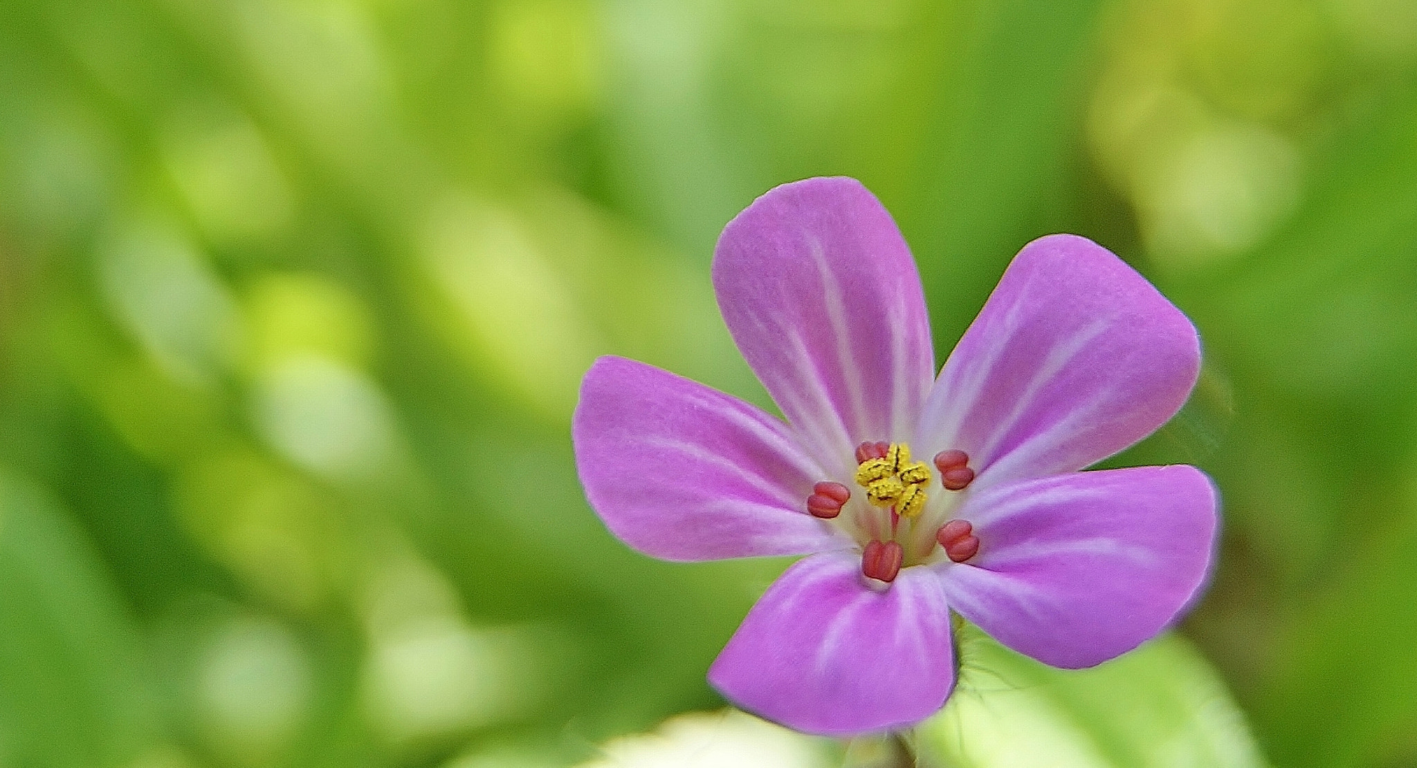 Sony Alpha DSLR-A380 sample photo. Sunny morning smile :) photography