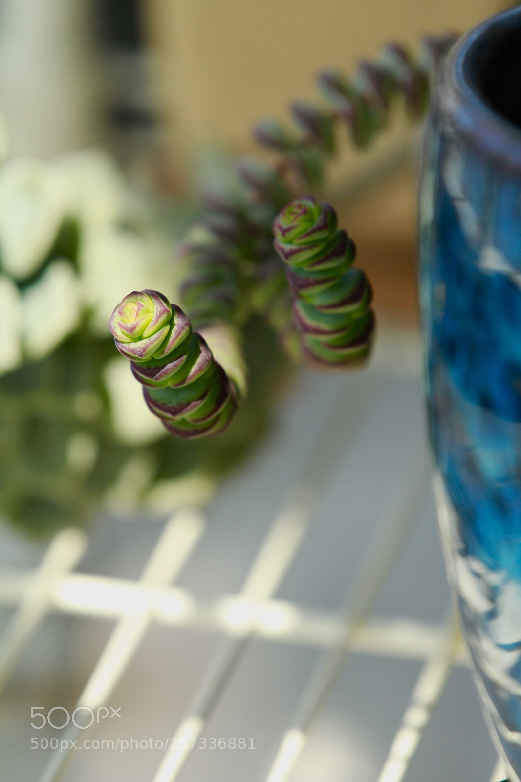 Canon EOS 60D sample photo. Untitled photography