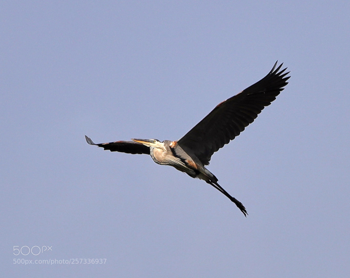 Canon EOS-1D X Mark II sample photo. 05-10-18-0017040.jpg photography