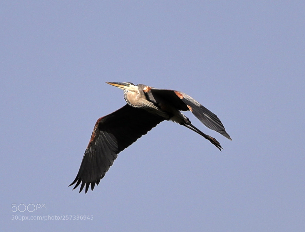 Canon EOS-1D X Mark II sample photo. 05-10-18-0017039.jpg photography