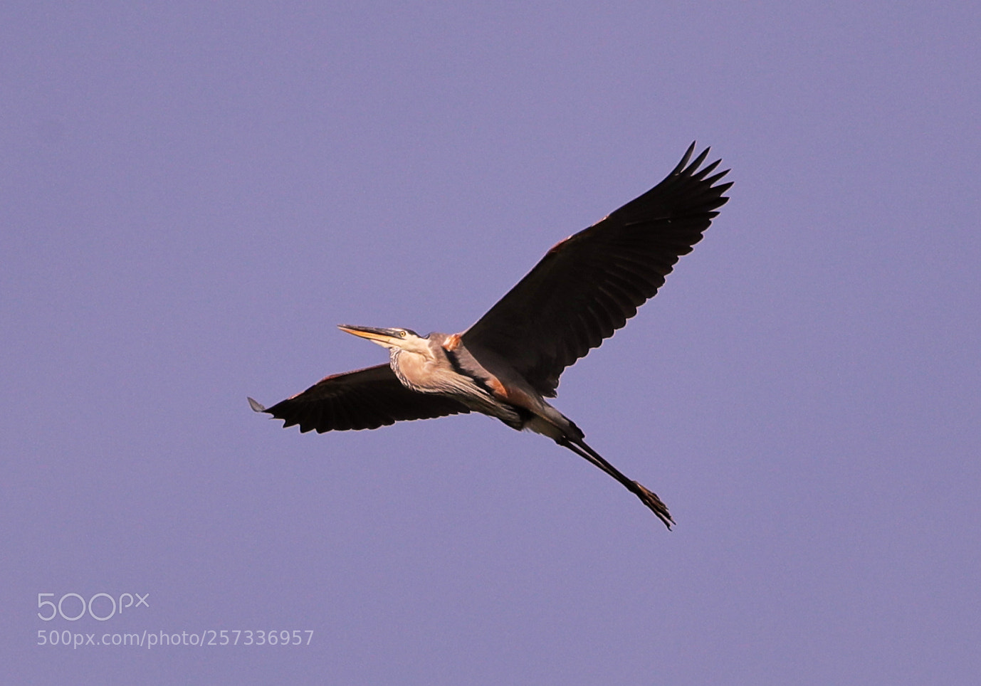 Canon EOS-1D X Mark II sample photo. 05-10-18-0017038.jpg photography