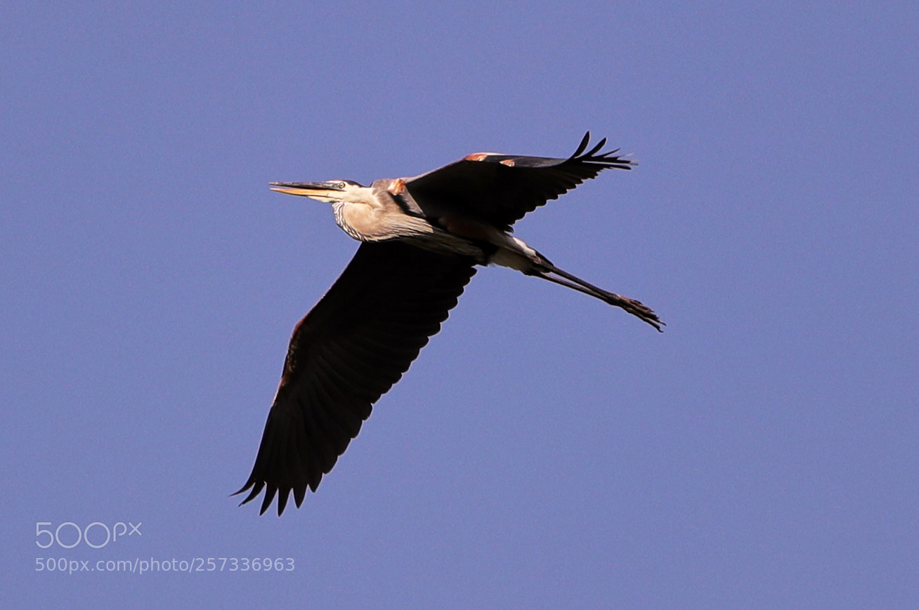 Canon EOS-1D X Mark II sample photo. 05-10-18-0017036.jpg photography