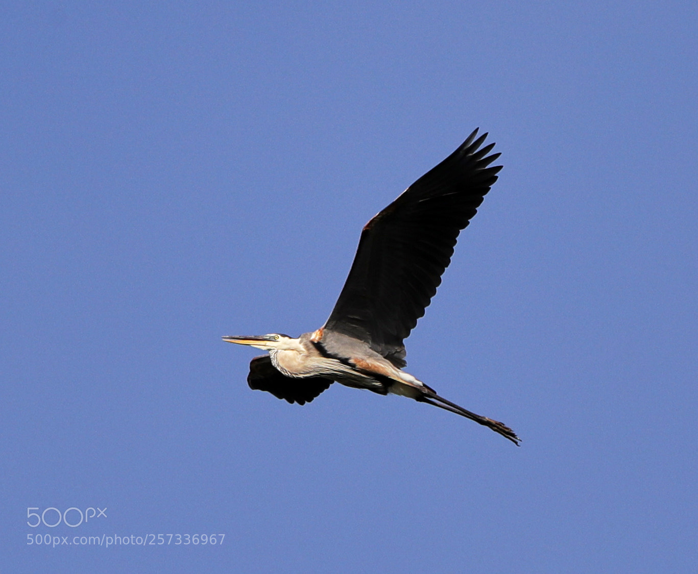 Canon EOS-1D X Mark II sample photo. 05-10-18-0017035.jpg photography