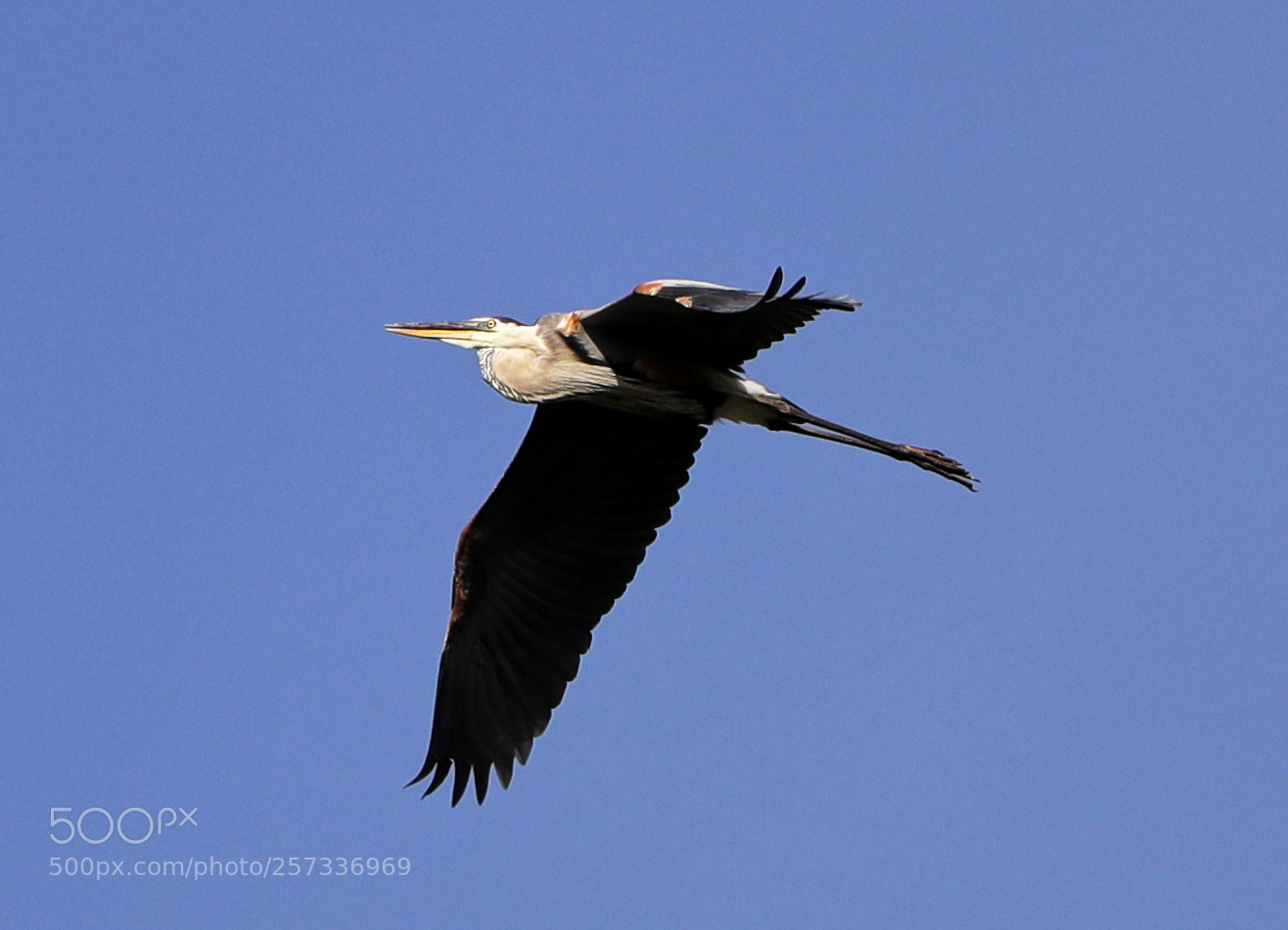 Canon EOS-1D X Mark II sample photo. 05-10-18-0017034.jpg photography