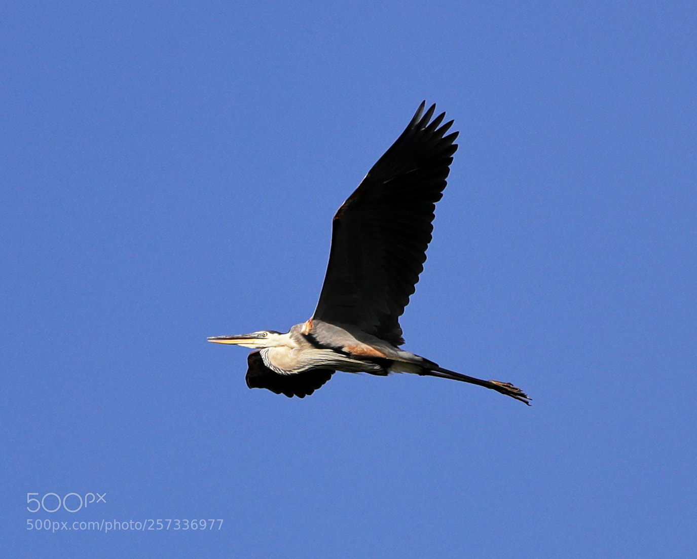 Canon EOS-1D X Mark II sample photo. 05-10-18-0017033.jpg photography