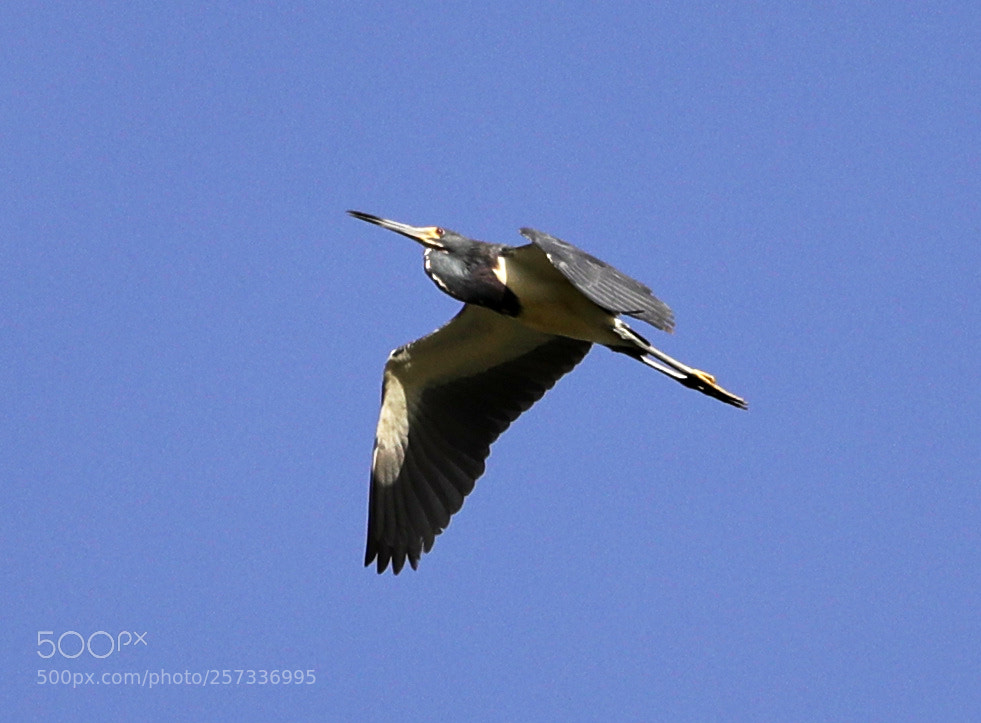 Canon EOS-1D X Mark II sample photo. 05-10-18-0017045.jpg photography