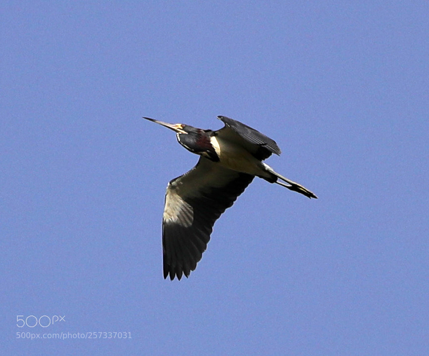 Canon EOS-1D X Mark II sample photo. 05-10-18-0017054.jpg photography