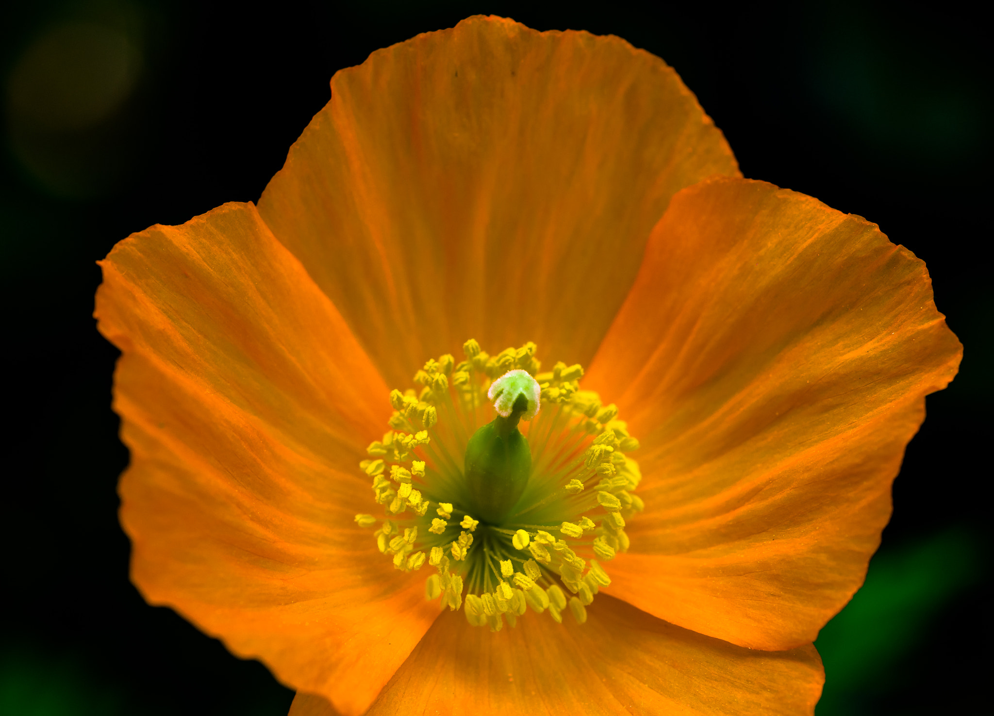 Pentax K-1 Mark II sample photo. Flower2 photography