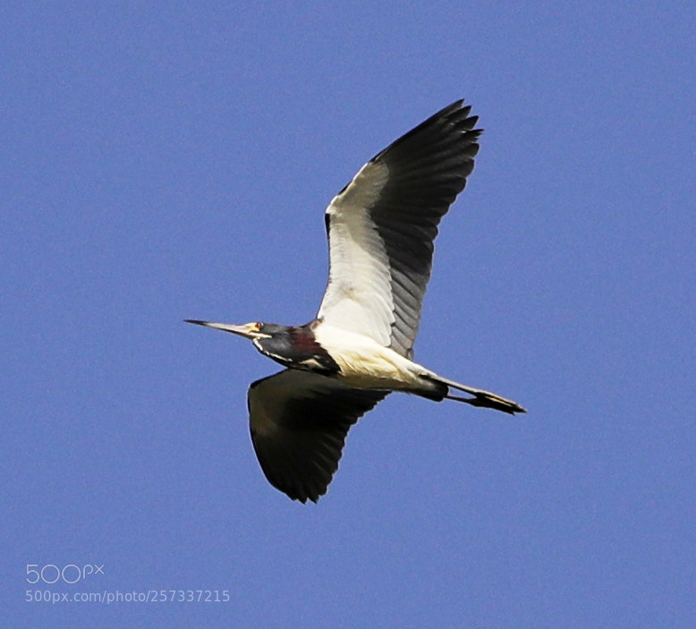 Canon EOS-1D X Mark II sample photo. 05-10-18-0017053.jpg photography