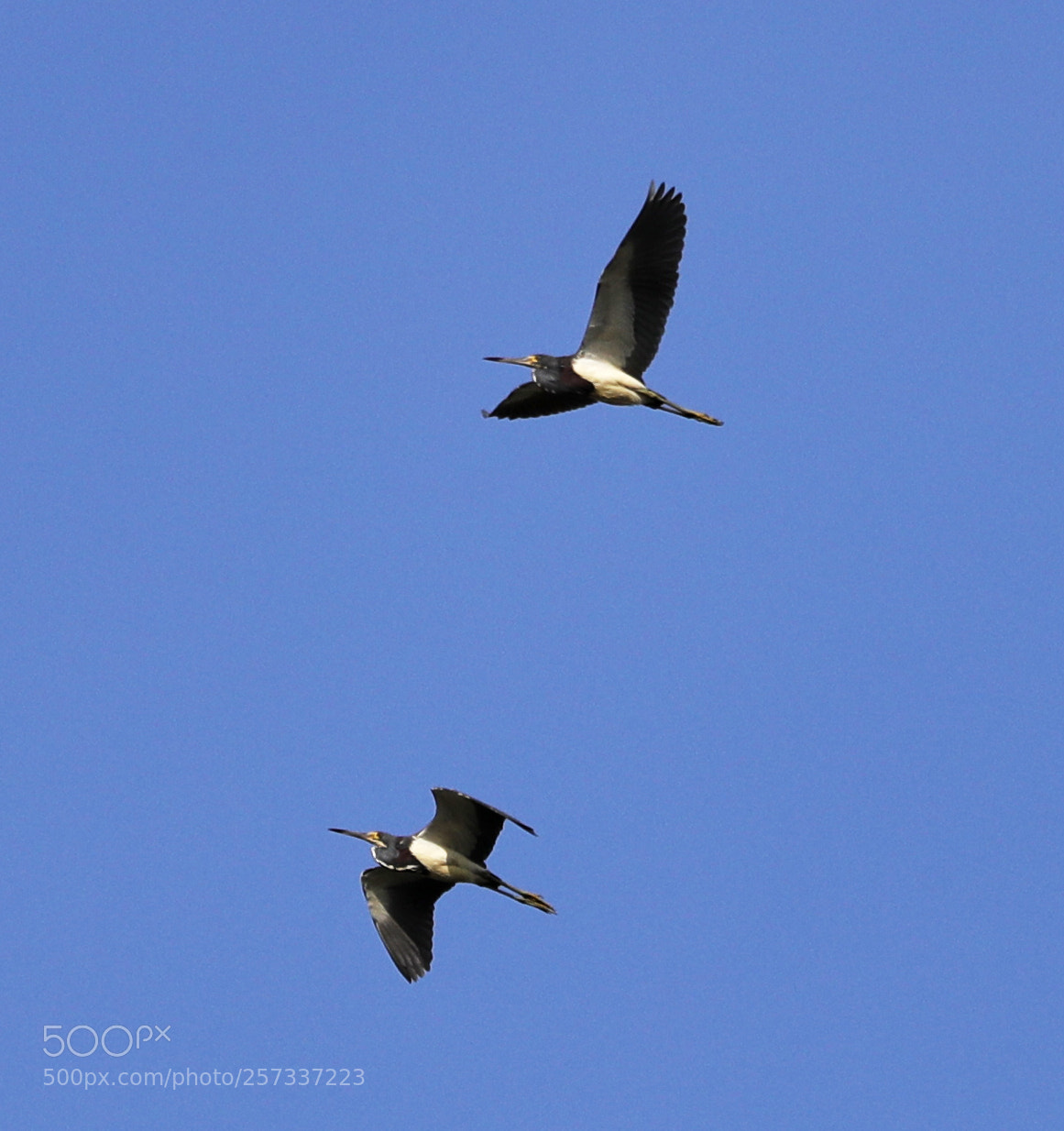 Canon EOS-1D X Mark II sample photo. 05-10-18-0017052.jpg photography