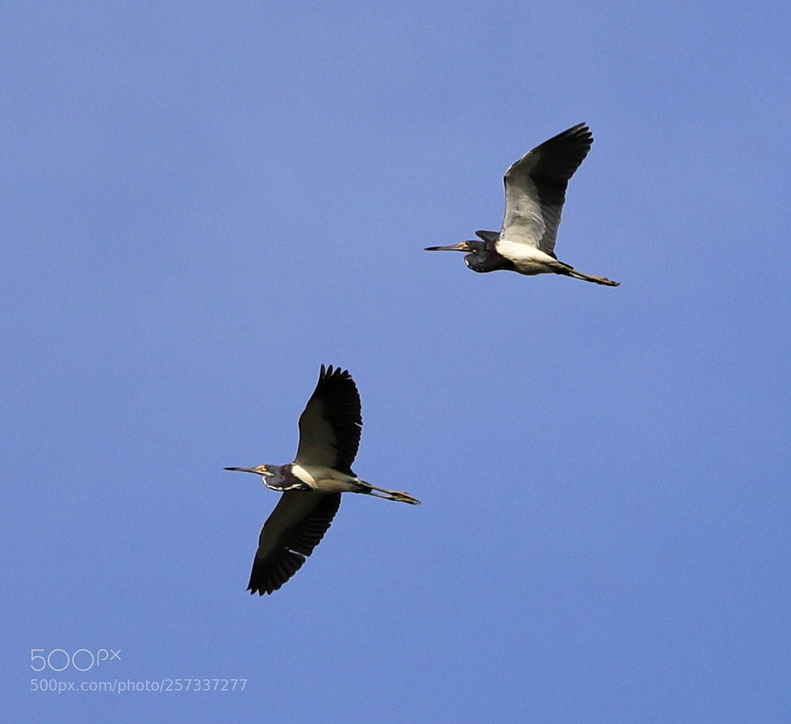 Canon EOS-1D X Mark II sample photo. 05-10-18-0017051.jpg photography
