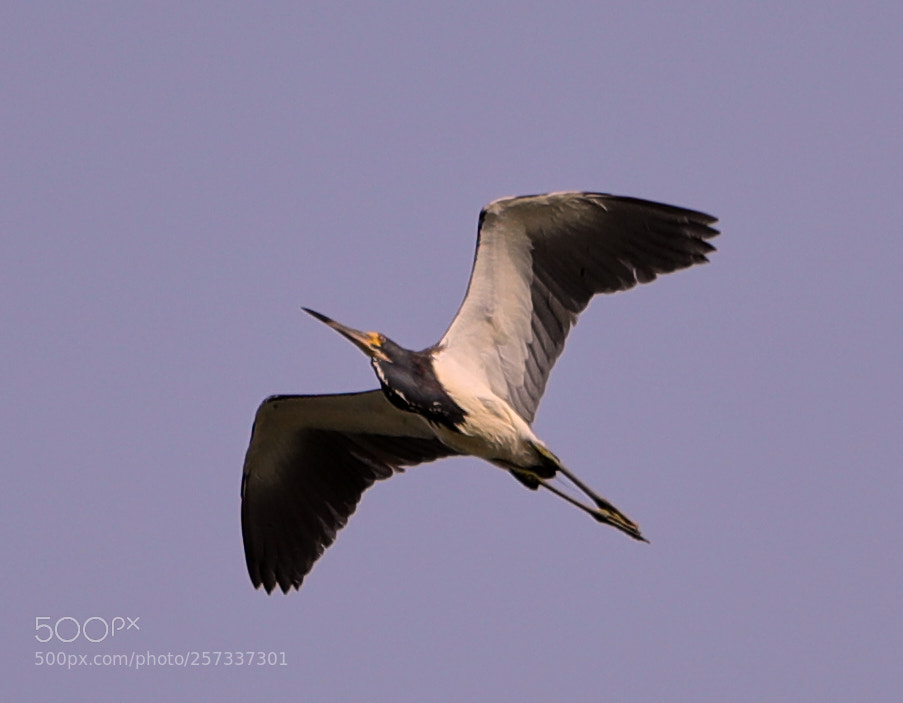 Canon EOS-1D X Mark II sample photo. 05-10-18-0017066.jpg photography