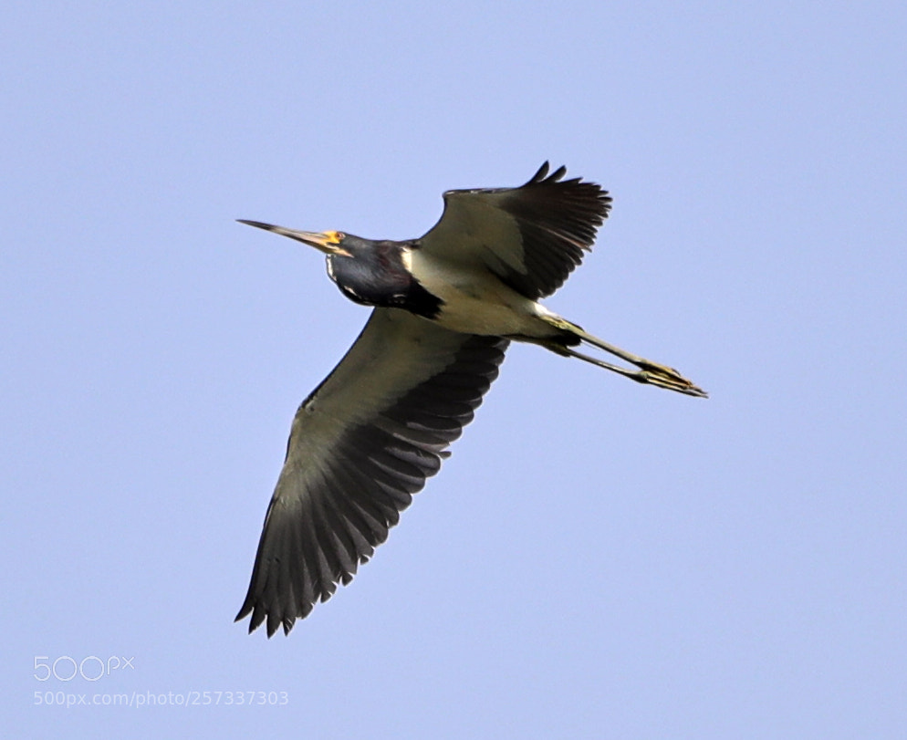 Canon EOS-1D X Mark II sample photo. 05-10-18-0017065.jpg photography