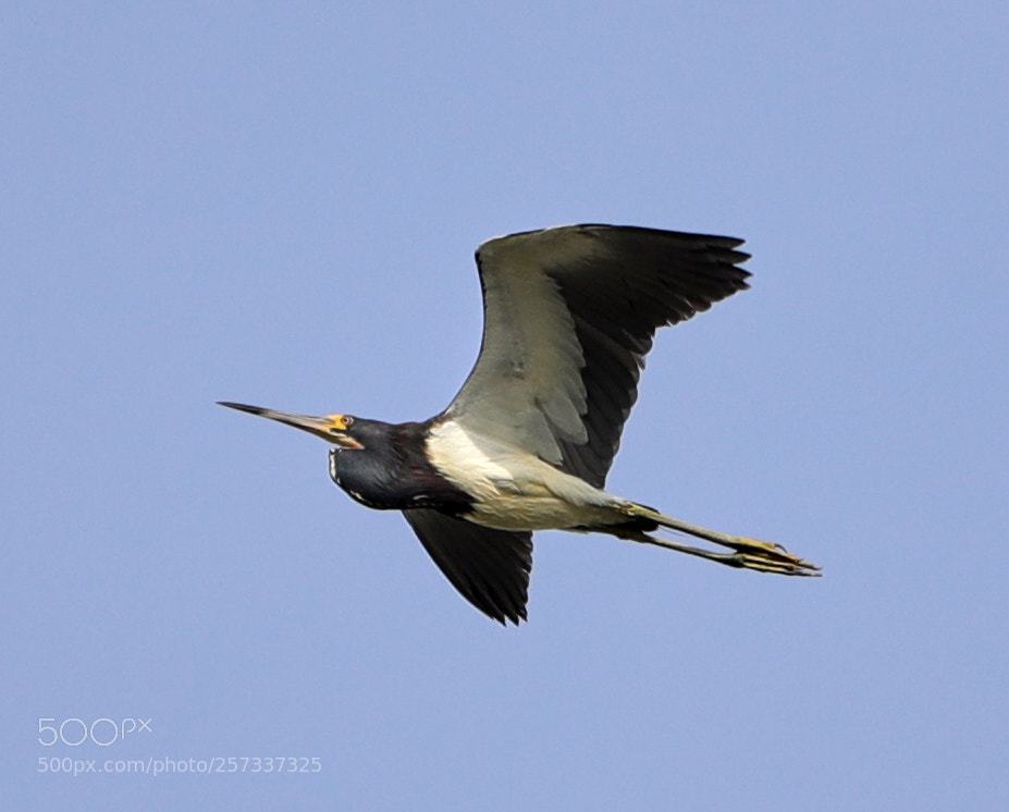 Canon EOS-1D X Mark II sample photo. 05-10-18-0017064.jpg photography
