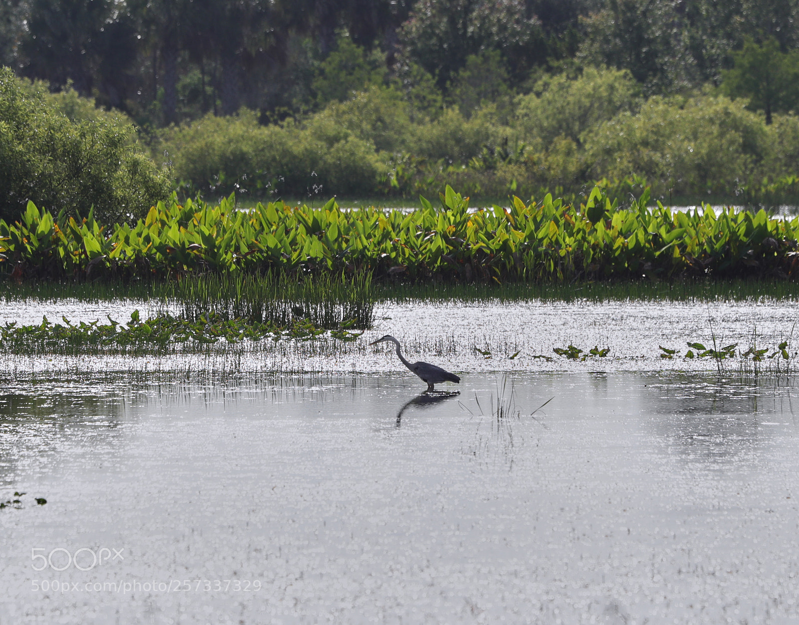 Canon EOS-1D X Mark II sample photo. 05-10-18-0017063.jpg photography