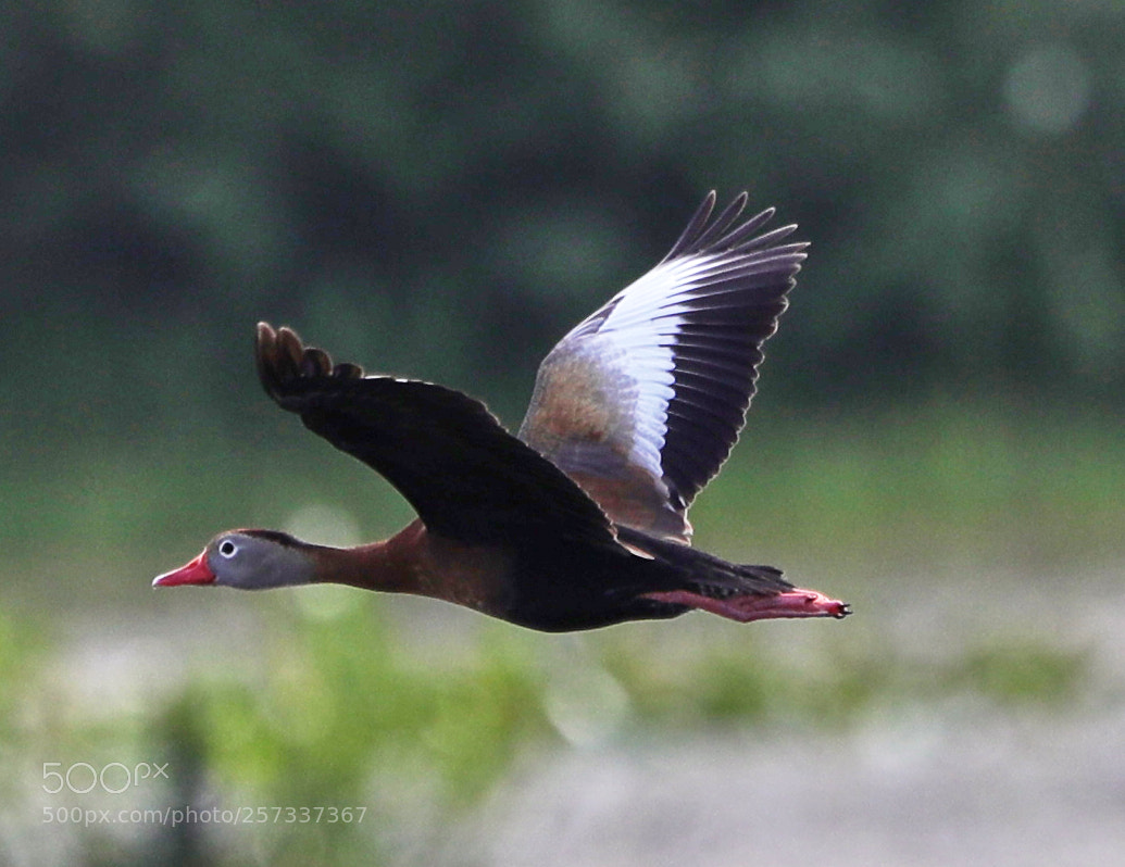Canon EOS-1D X Mark II sample photo. 05-10-18-0017086 2.jpg photography