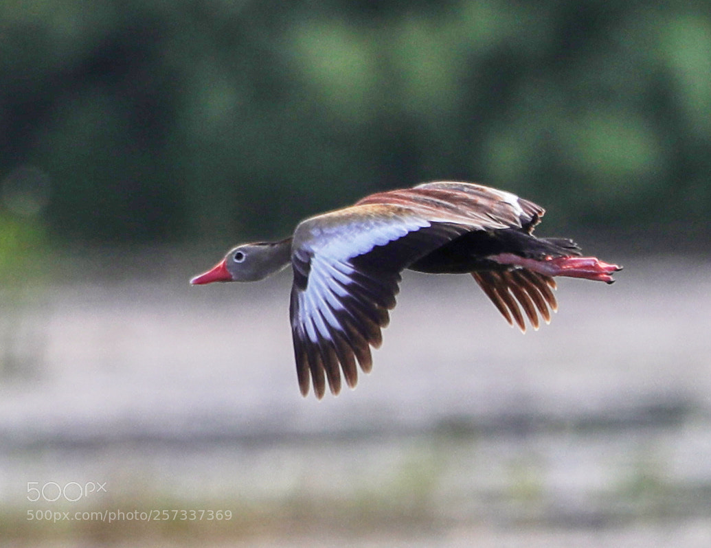 Canon EOS-1D X Mark II sample photo. 05-10-18-0017086 3.jpg photography