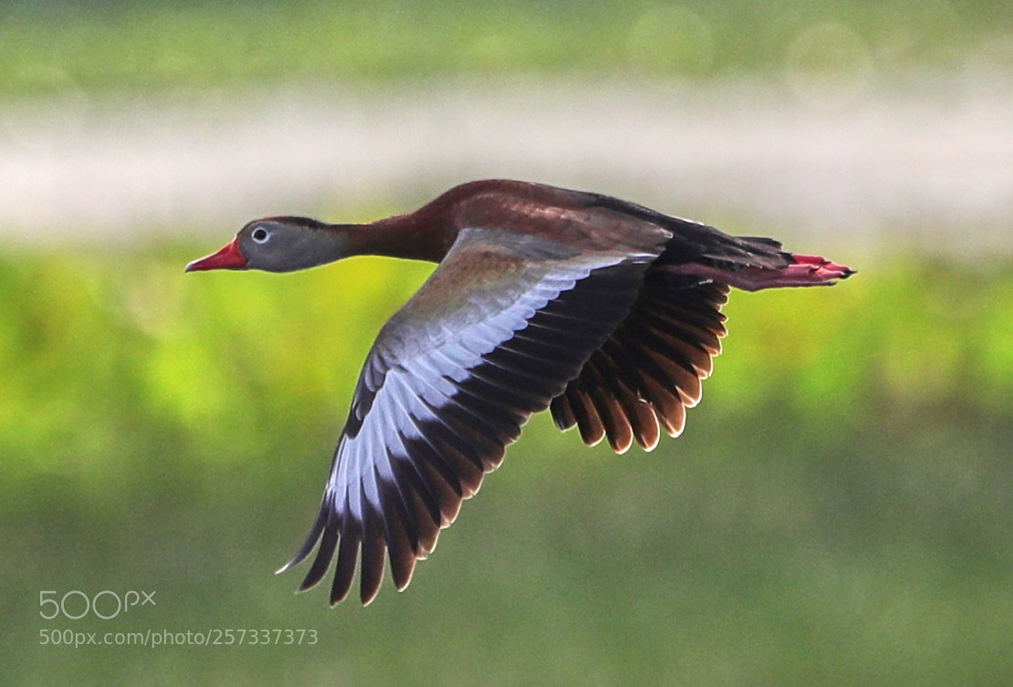 Canon EOS-1D X Mark II sample photo. 05-10-18-0017087.jpg photography