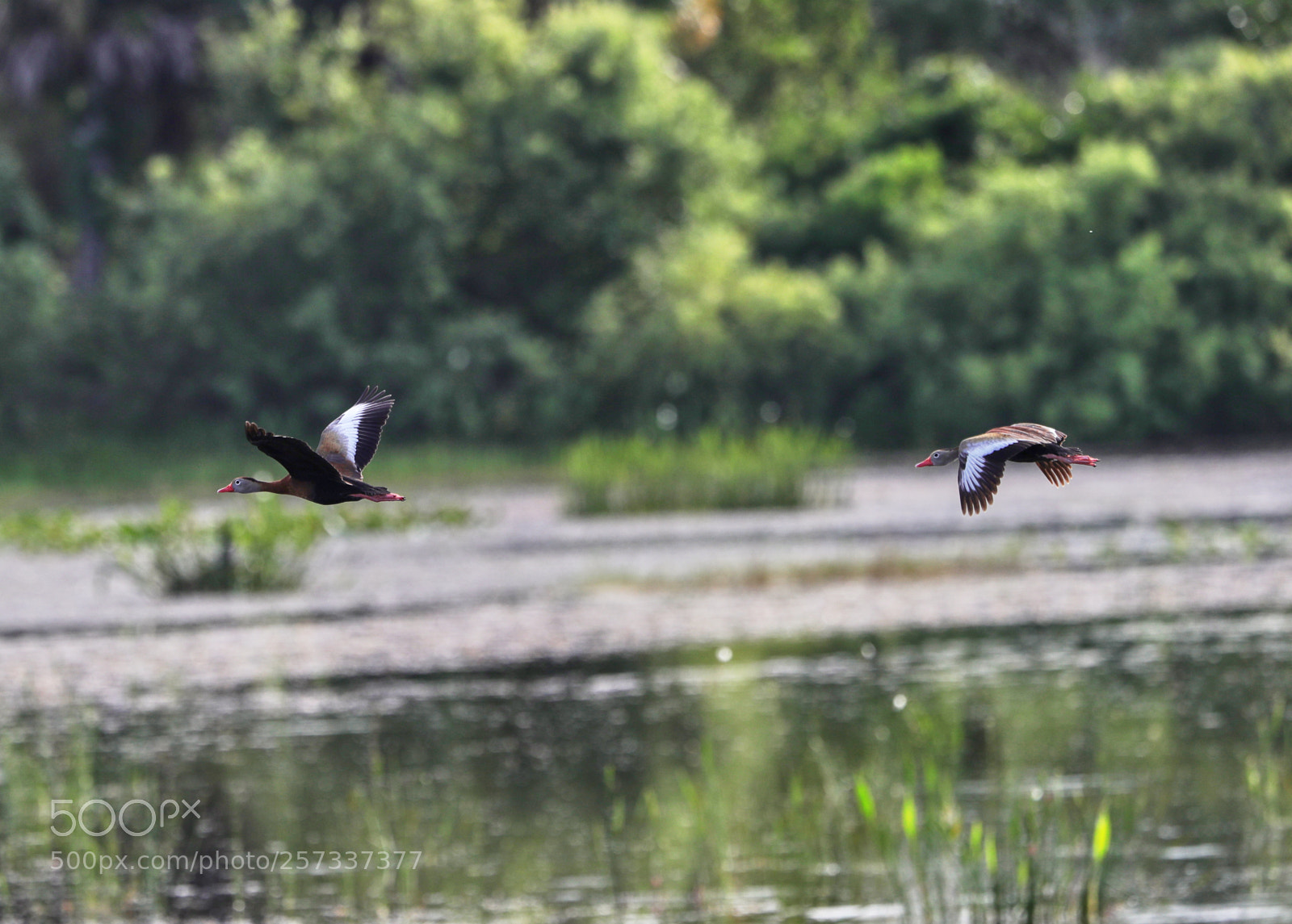 Canon EOS-1D X Mark II sample photo. 05-10-18-0017086 1.jpg photography