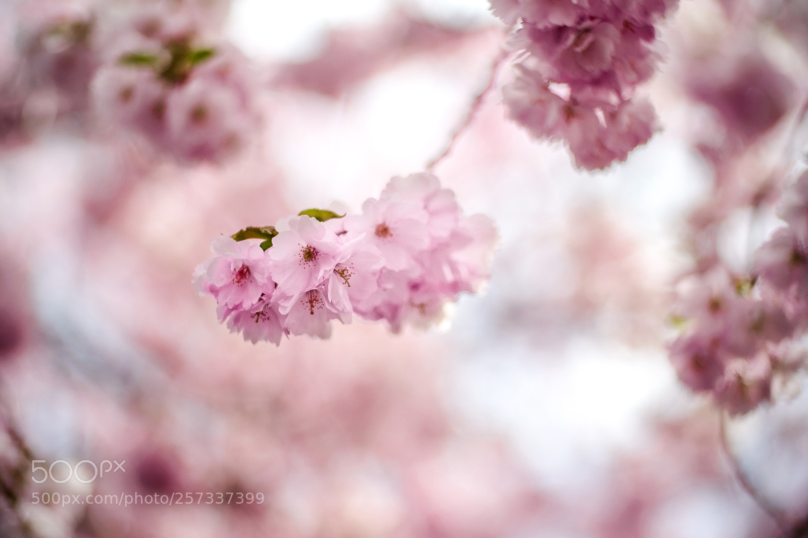 Fujifilm X-T20 sample photo. Cherry blossom photography