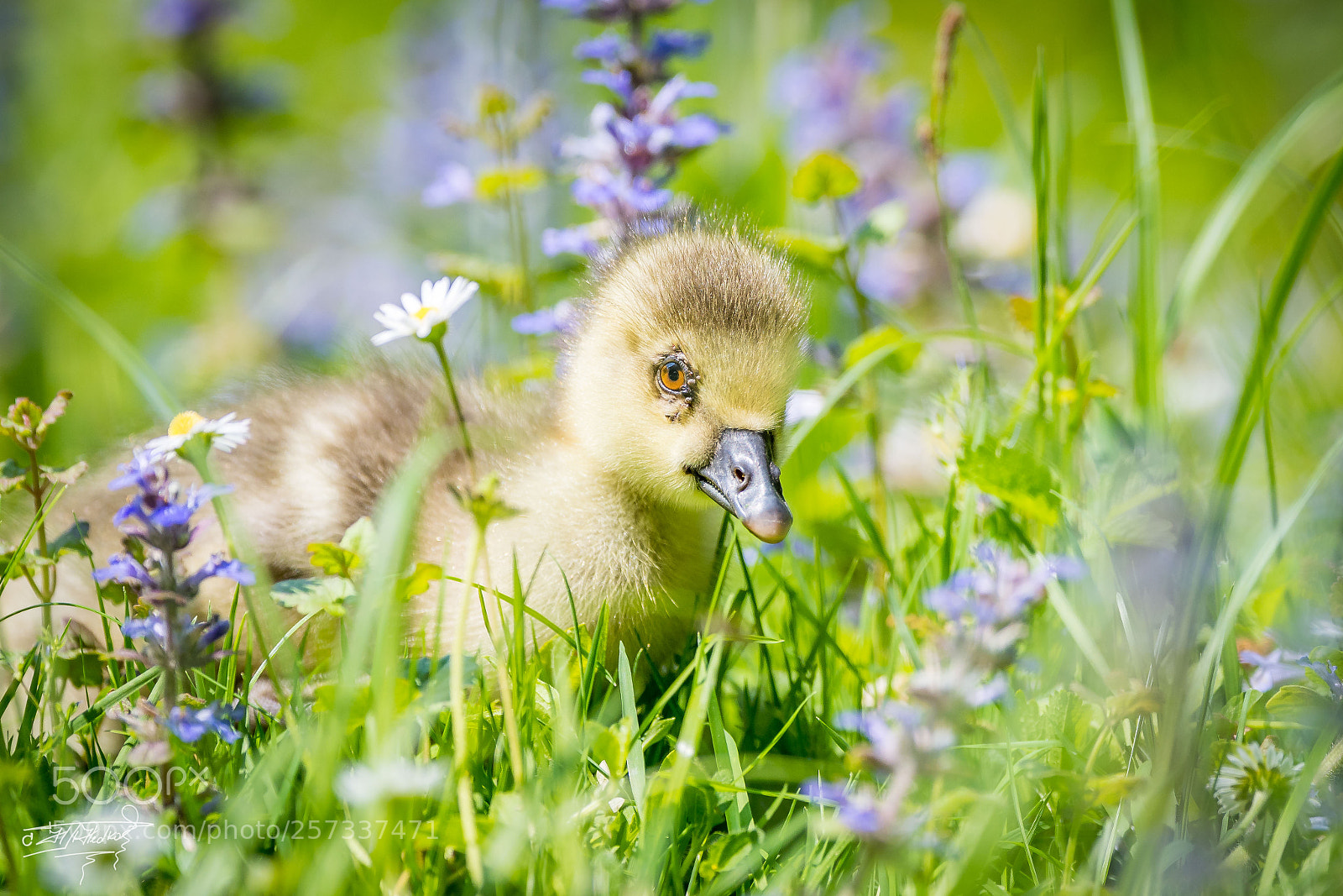 Nikon D500 sample photo. Canada goose xxl photography