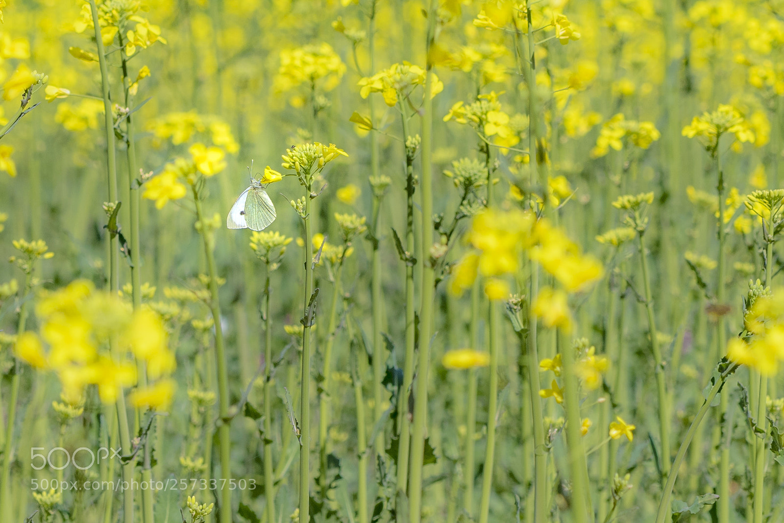 Nikon D500 sample photo. Inside the rapeseed field photography