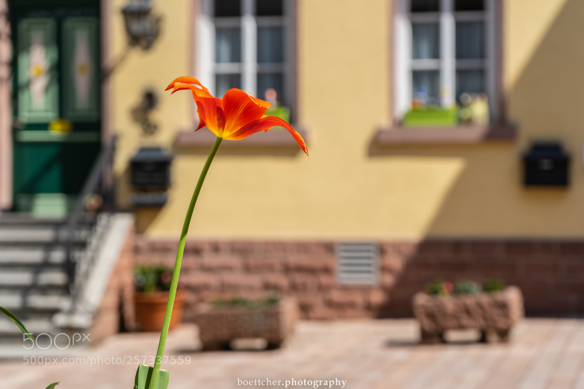 Sony a7 III sample photo. City flower - april 2018 photography