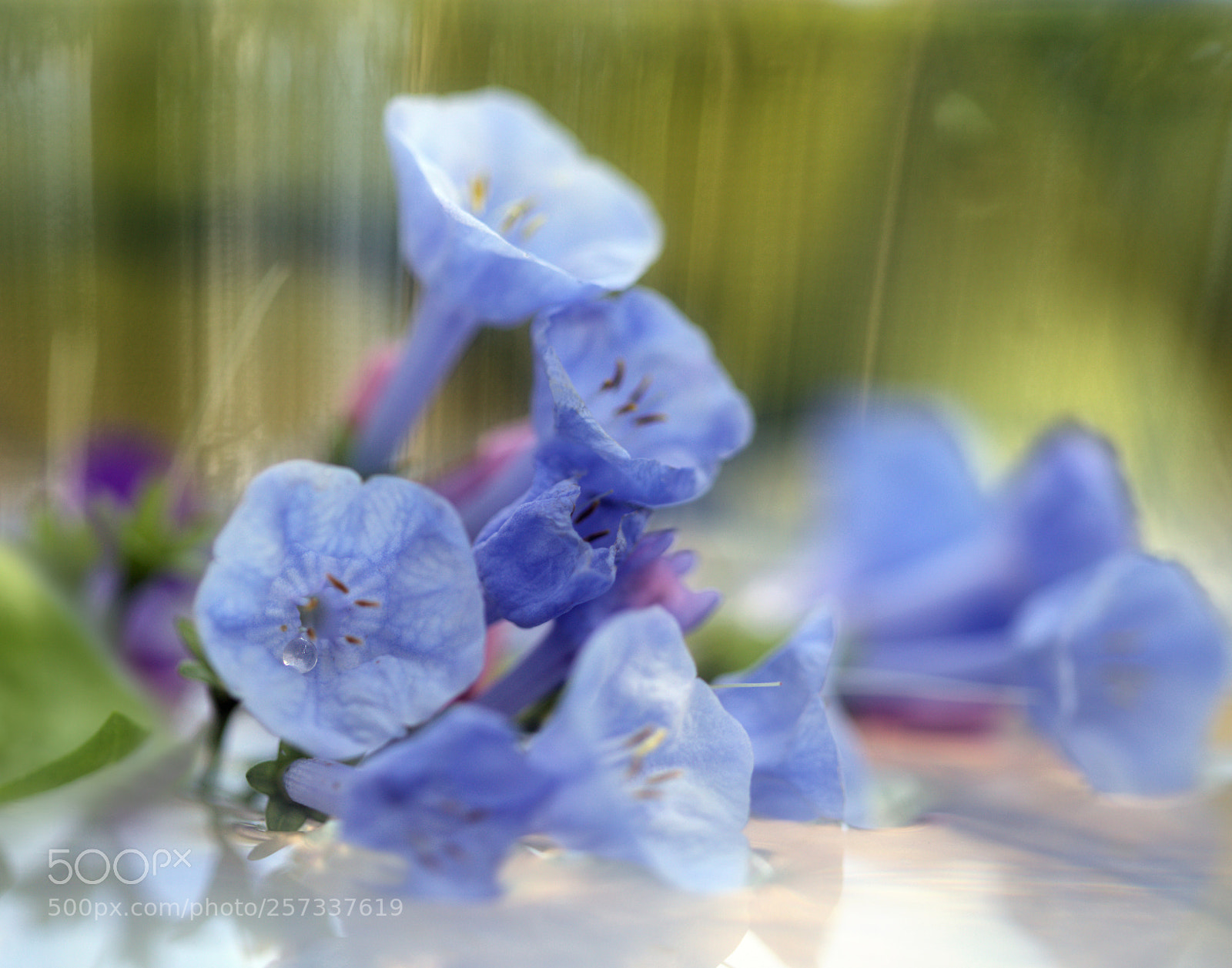 Canon EOS 6D sample photo. Bluebells floating photography