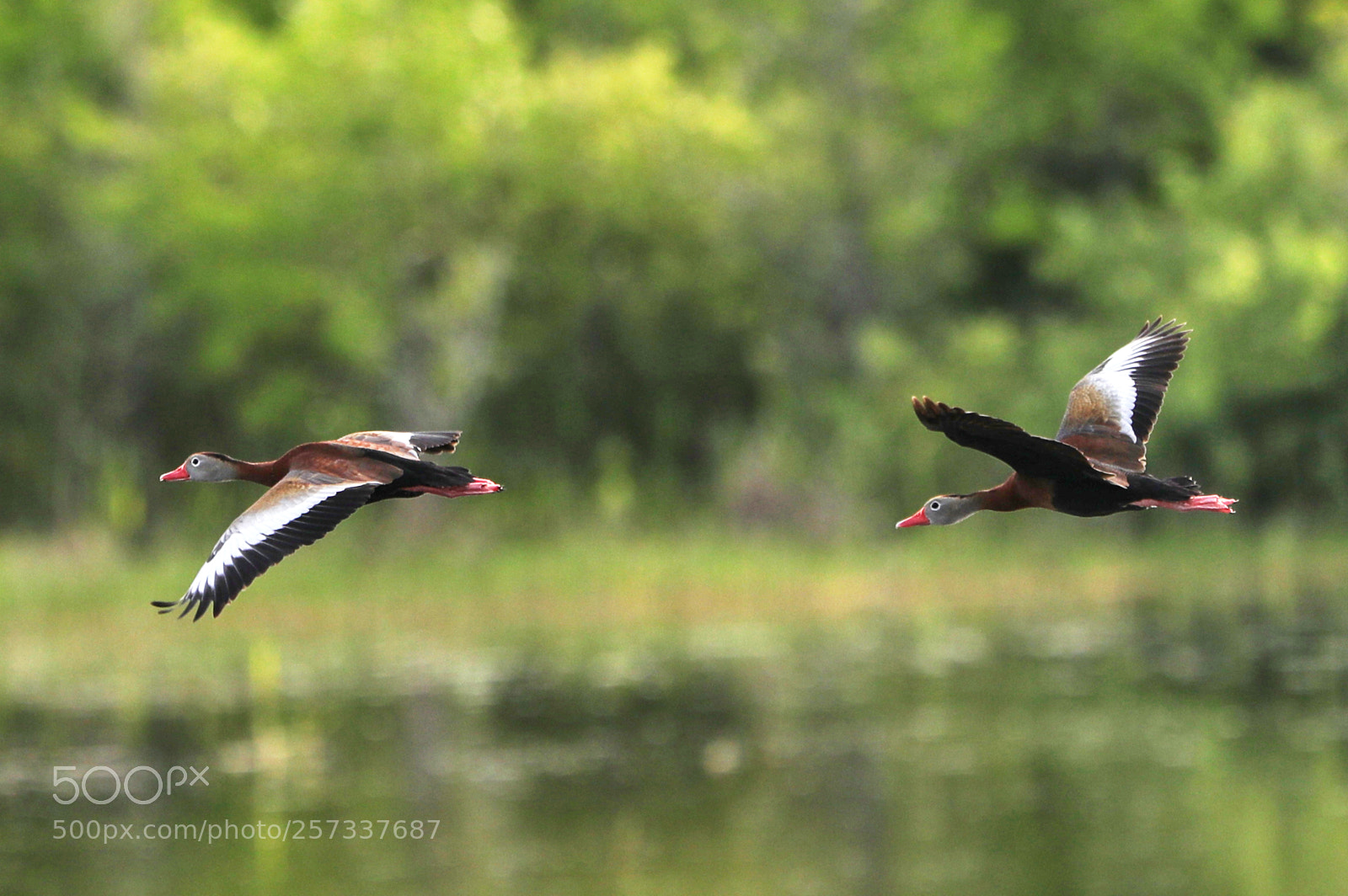 Canon EOS-1D X Mark II sample photo. 05-10-18-0017085.jpg photography