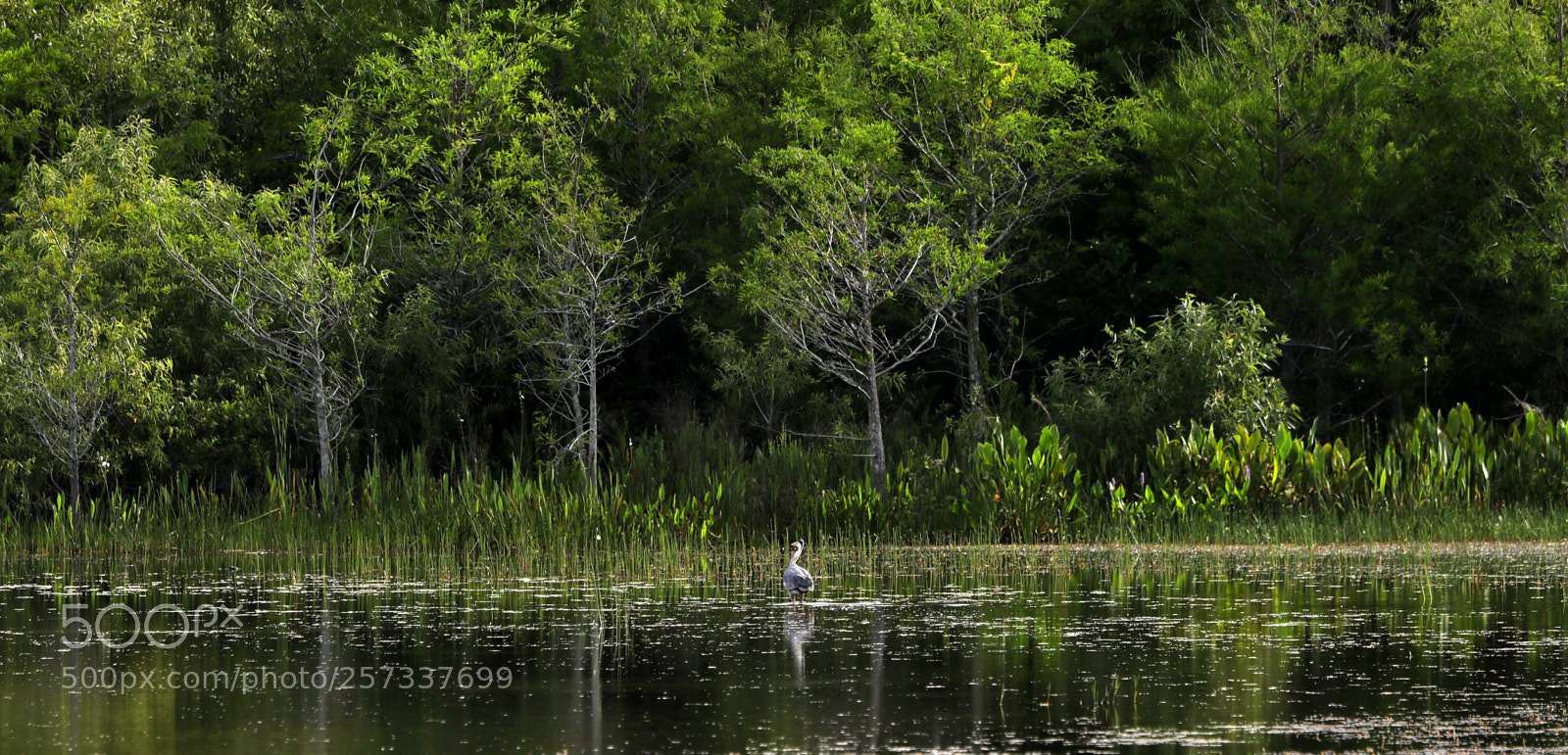 Canon EOS-1D X Mark II sample photo. 05-10-18-0017081.jpg photography