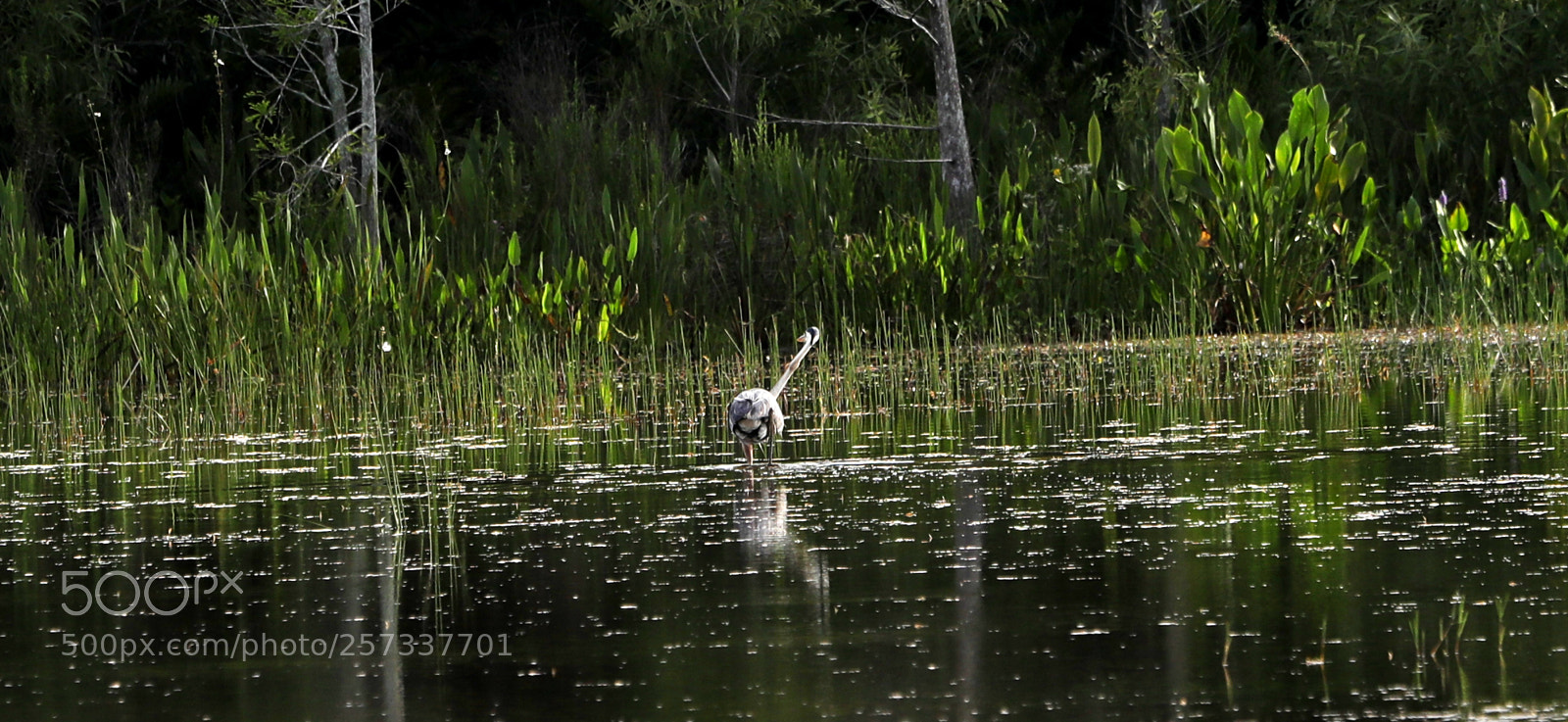 Canon EOS-1D X Mark II sample photo. 05-10-18-0017080.jpg photography