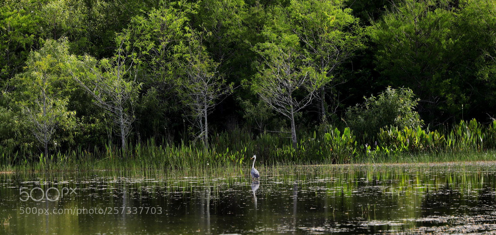 Canon EOS-1D X Mark II sample photo. 05-10-18-0017079.jpg photography