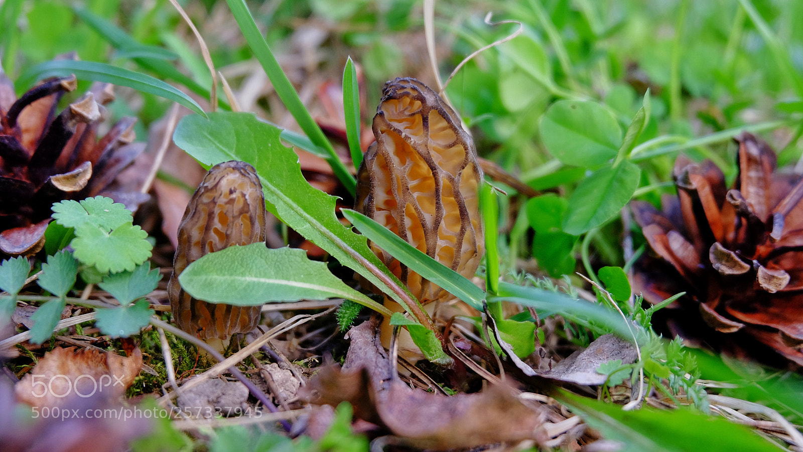 Fujifilm X-T10 sample photo. Forest photography
