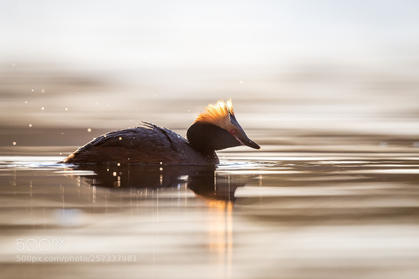 Canon EOS 6D sample photo. Horned grebe photography