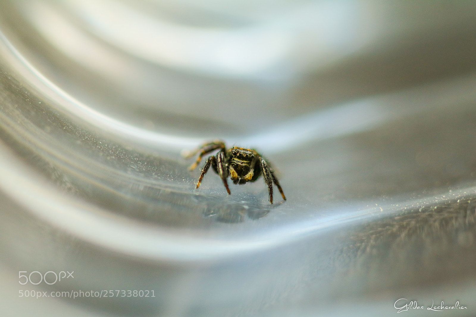 Canon EOS 760D (EOS Rebel T6s / EOS 8000D) sample photo. Spider-man sees you #2 photography
