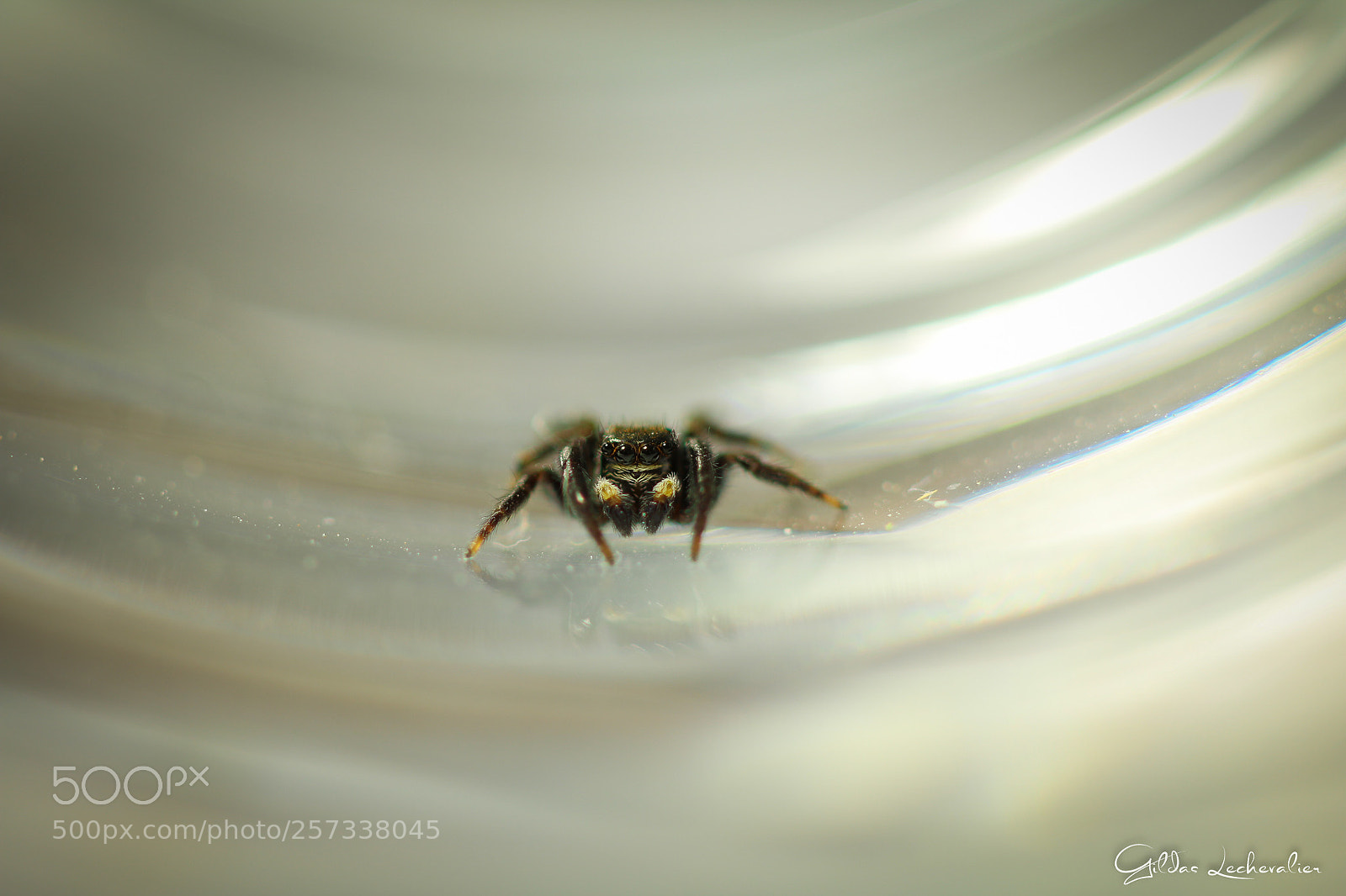 Canon EOS 760D (EOS Rebel T6s / EOS 8000D) sample photo. Spider-man sees you #3 photography