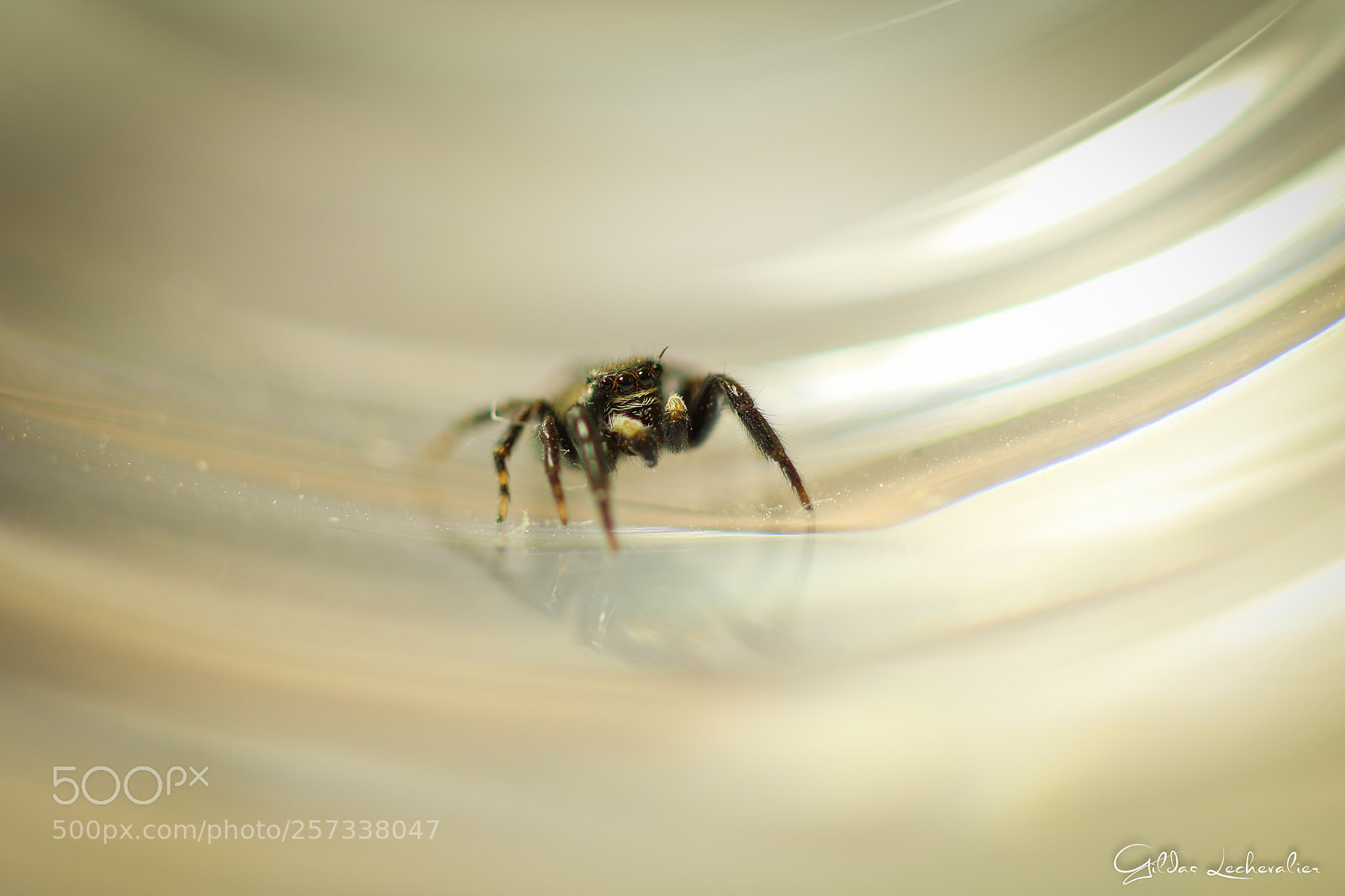 Canon EOS 760D (EOS Rebel T6s / EOS 8000D) sample photo. Spider-man sees you #3 photography