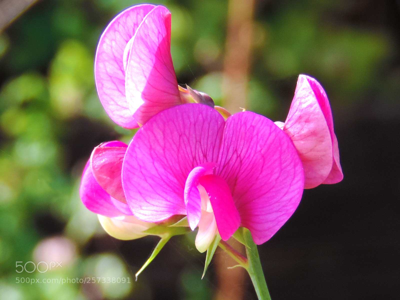 Nikon Coolpix P520 sample photo. Flower photography