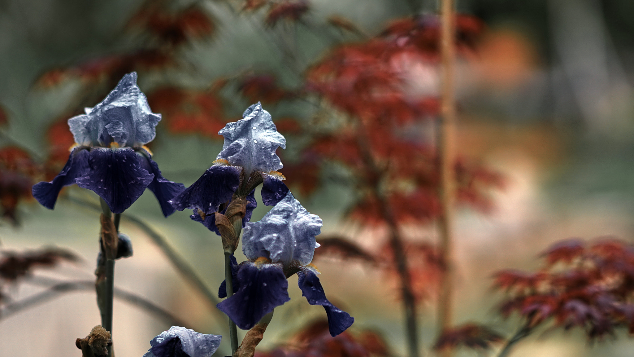 Sony Sonnar T* 135mm F1.8 ZA sample photo. Mlk p photography