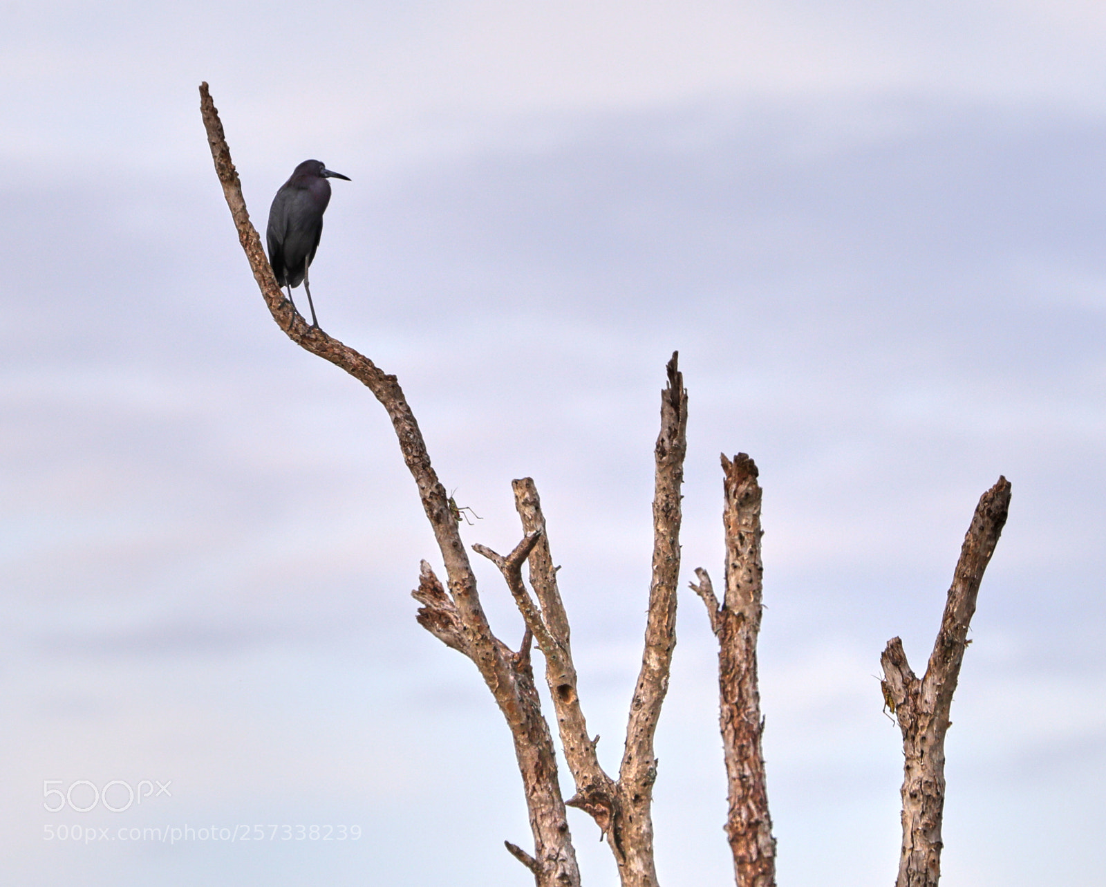 Canon EOS-1D X Mark II sample photo. 05-10-18-0017153.jpg photography