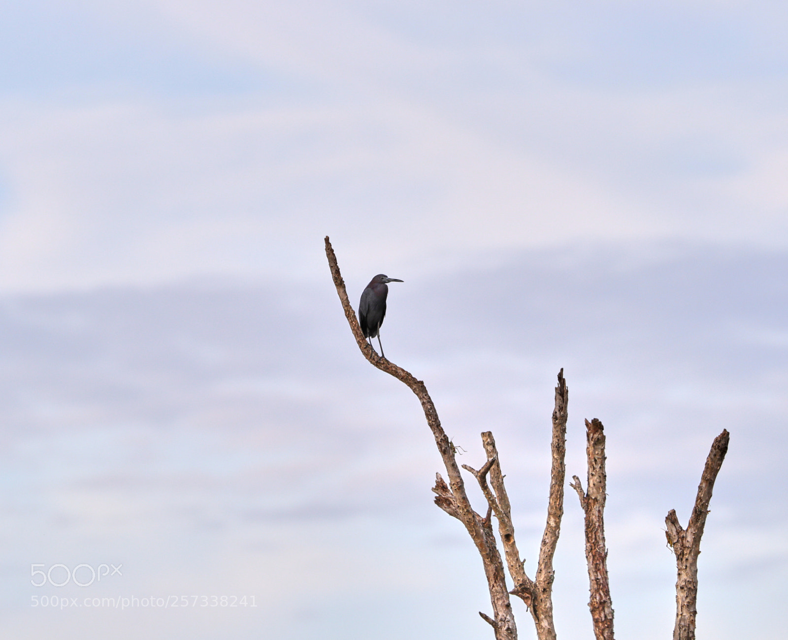 Canon EOS-1D X Mark II sample photo. 05-10-18-0017152.jpg photography