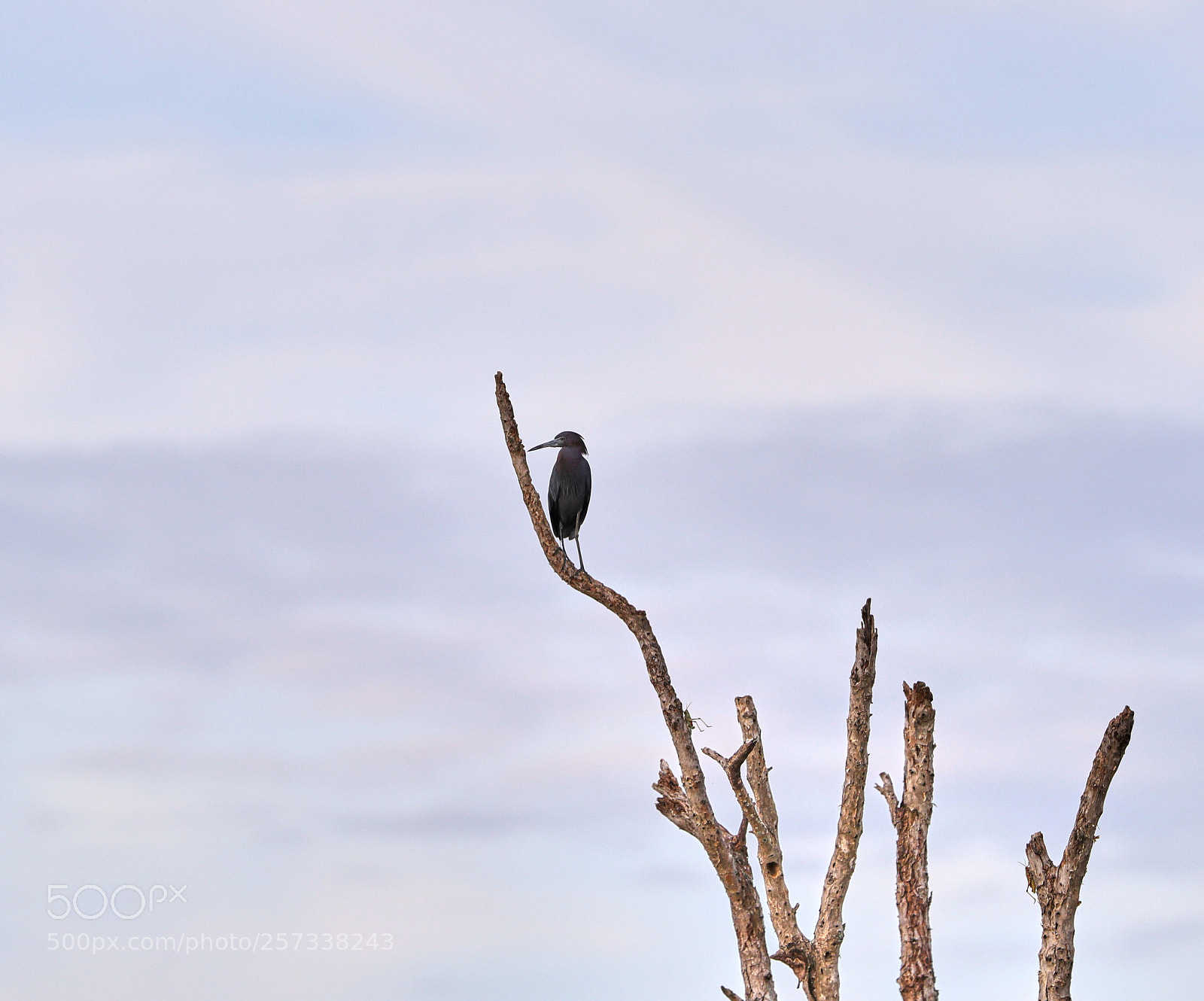 Canon EOS-1D X Mark II sample photo. 05-10-18-0017151.jpg photography