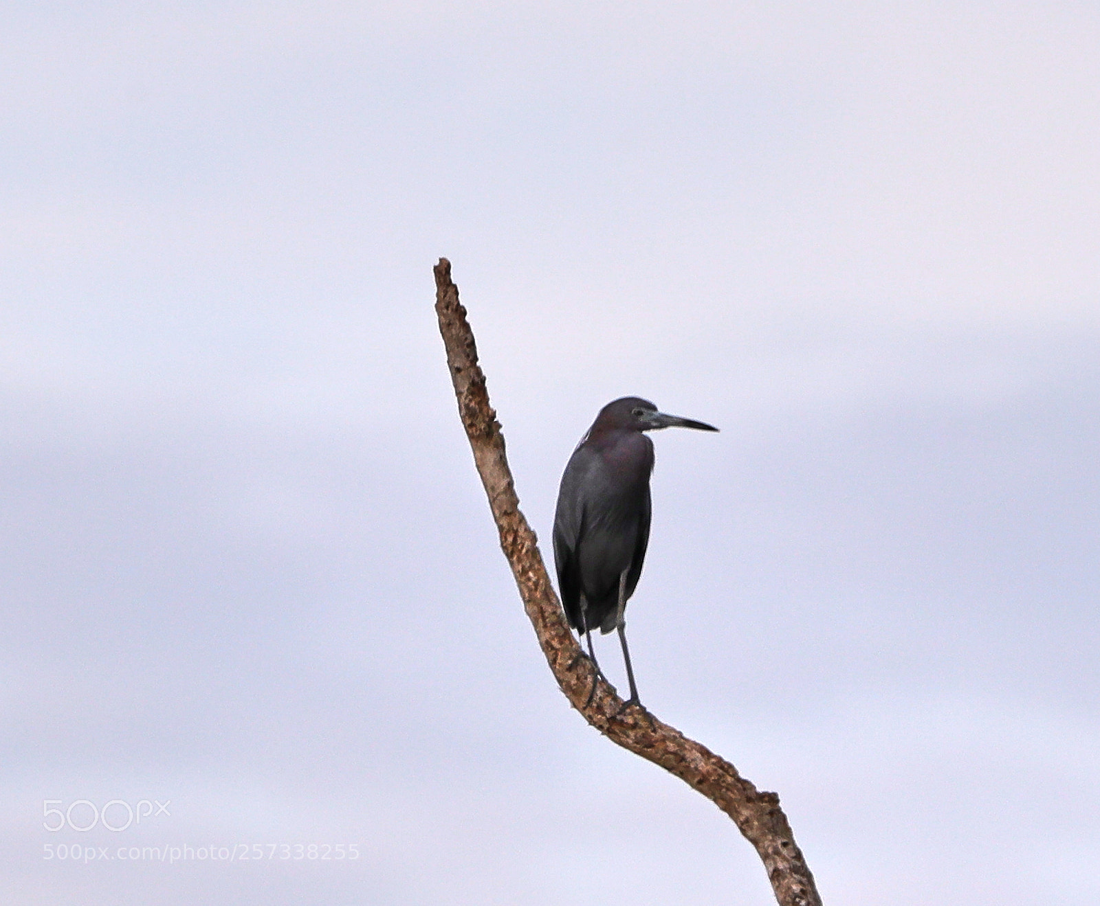 Canon EOS-1D X Mark II sample photo. 05-10-18-0017150.jpg photography