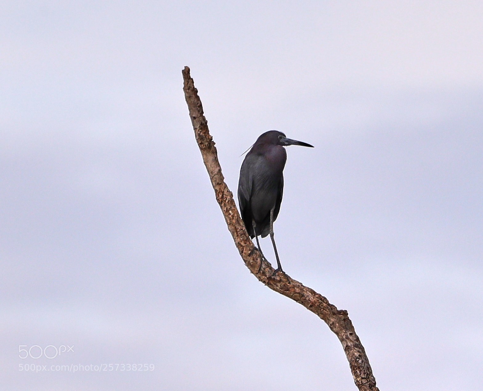 Canon EOS-1D X Mark II sample photo. 05-10-18-0017149.jpg photography