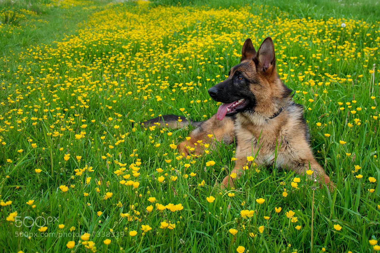 Nikon D5300 sample photo. Taco relaxing between the photography