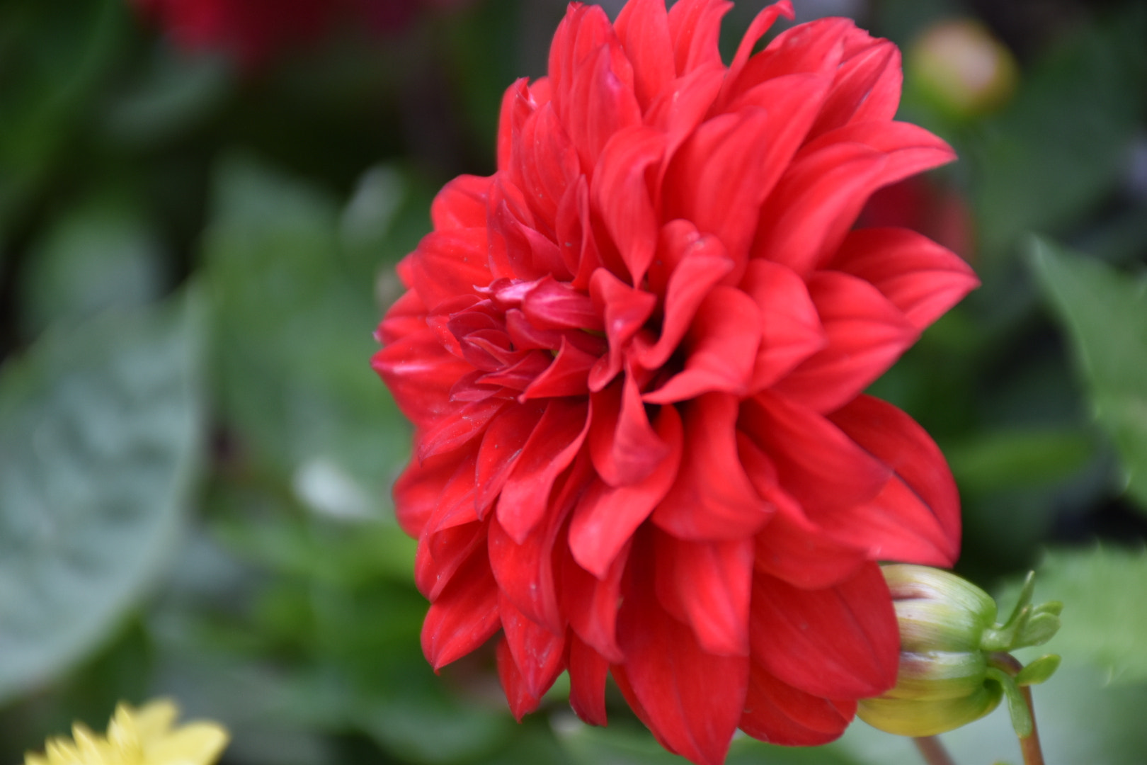 Nikon D5500 sample photo