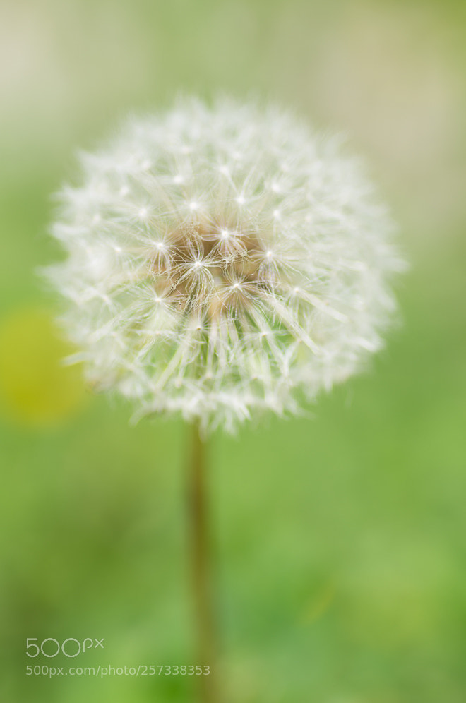 Pentax K-5 sample photo. Untitled photography