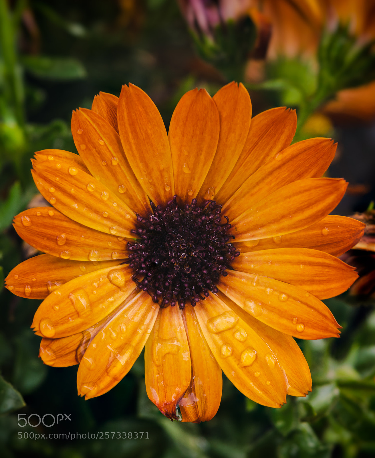 Nikon D3300 sample photo. After the rain photography