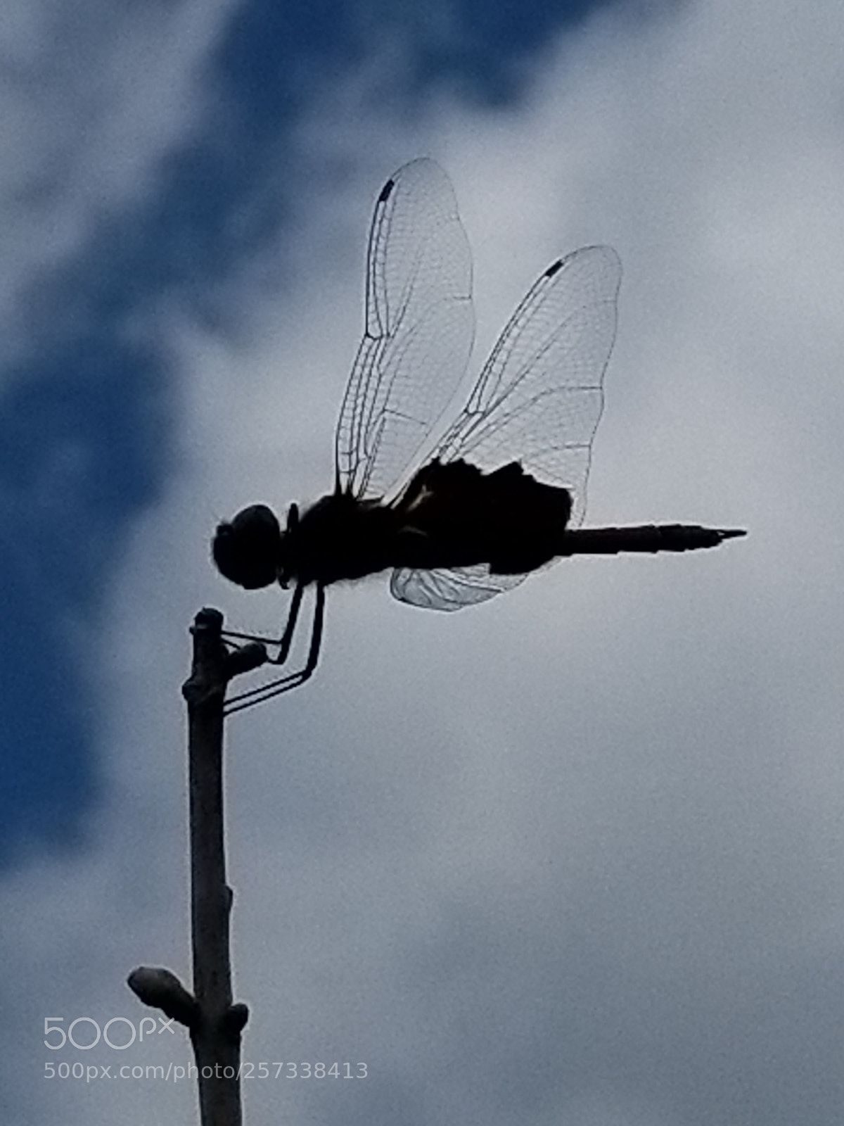 Samsung Galaxy S8+ sample photo. Dragonfly photography